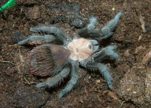 Brachypelma albiceps